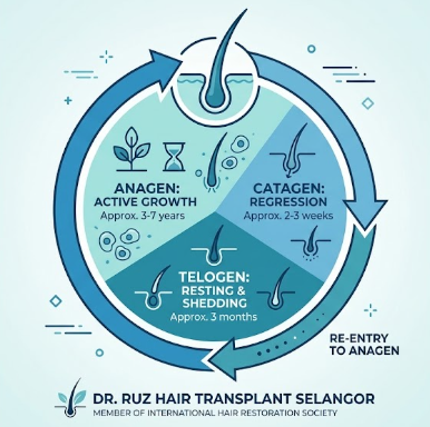 Hair growth cycle diagram illustrating Anagen active growth, Catagen regression, and Telogen resting shedding phases for hair transplant Malaysia evaluation at Dr. Ruz Hair Transplant Selangor.